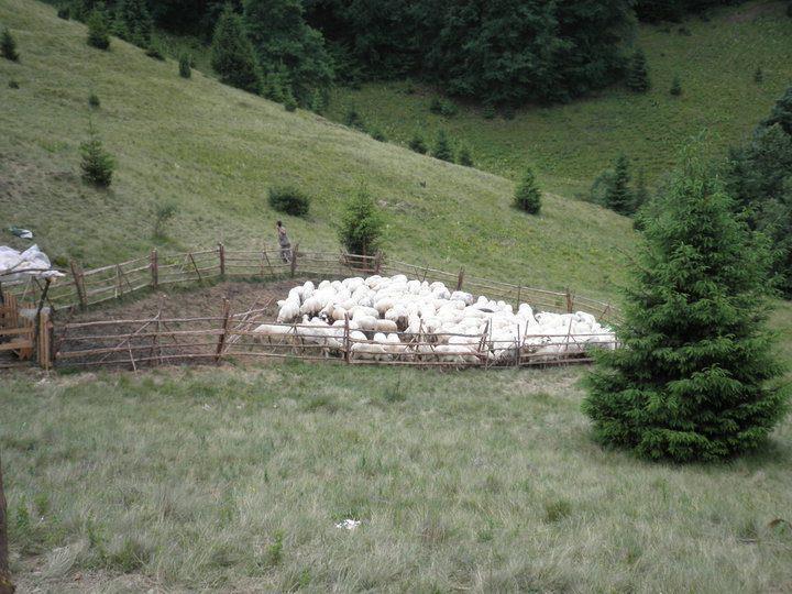 Pensiune Maria Rucăr Esterno foto